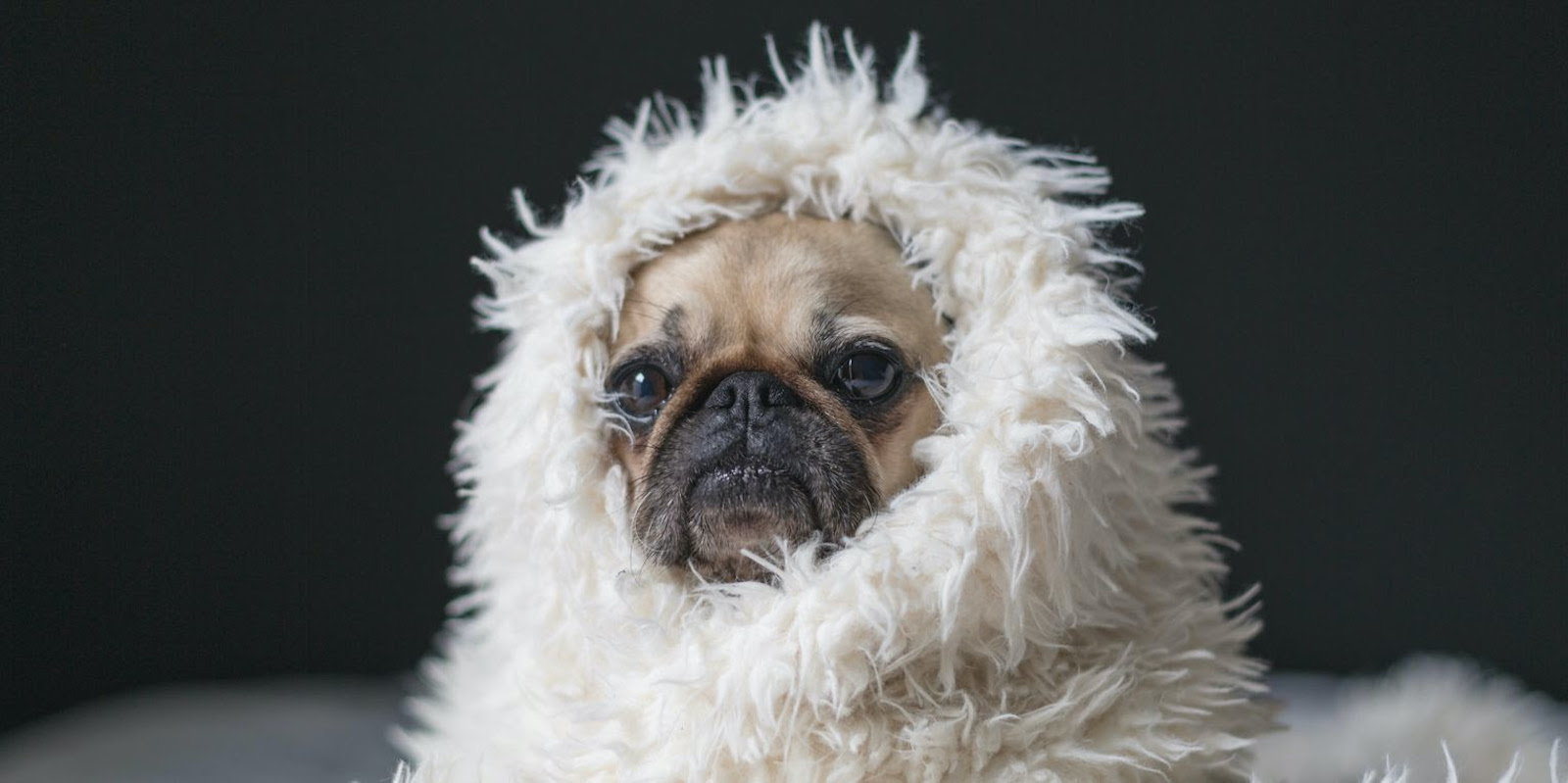 A photograph of a pug dog wrapped in a fuzzy blanket, looking miserable.