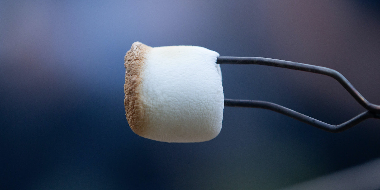A photograph of a metal prong with a lightly-toasted marshmallow on the end, against a blue background.